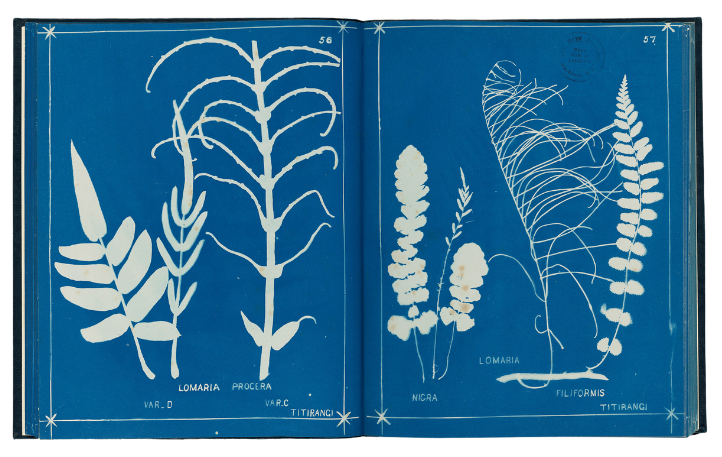 An open book that has illustrations of ferns.