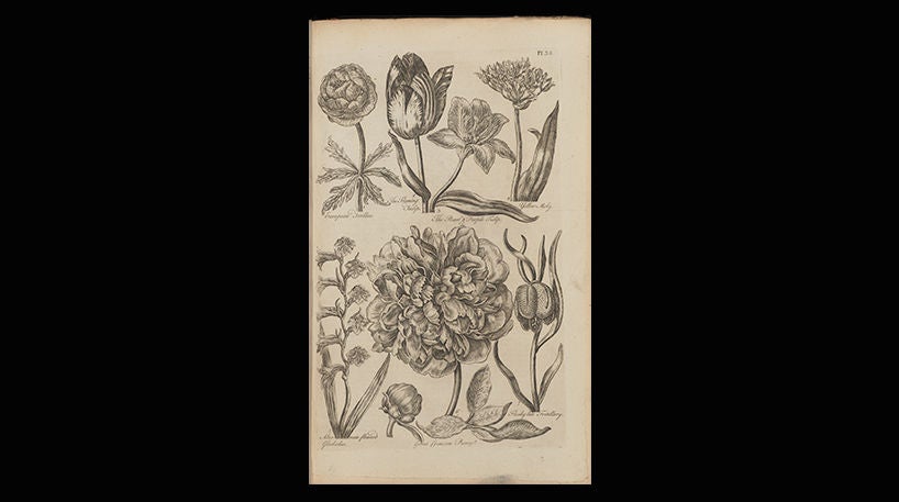Eden: or, a compleat body of gardening, 1757.