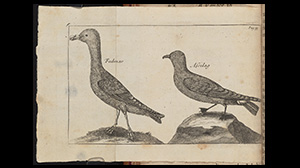 Johnson and Boswell in the Hebrides rare book